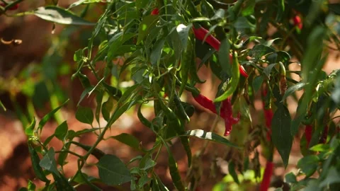 Close view of red and green chili hanging on chili plant Stock-Footage 151959867