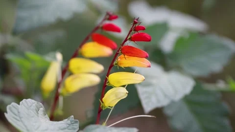 Close up view of red and yellow Mina Lobata flowers . Stock Footage 246727643