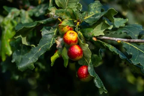 Close up view of red and yellow gall growths developing on oak Stock-Fotos