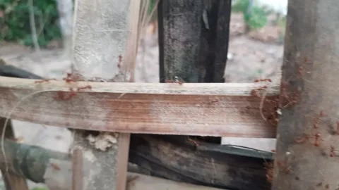 A close up view of a red ant walking together, taken from a high angle. Video stock 294394577