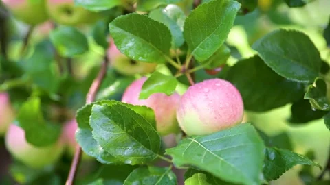 Close-up view of red apples on apple tree branch on bright sunny rainy day. 스톡 동영상 250058997