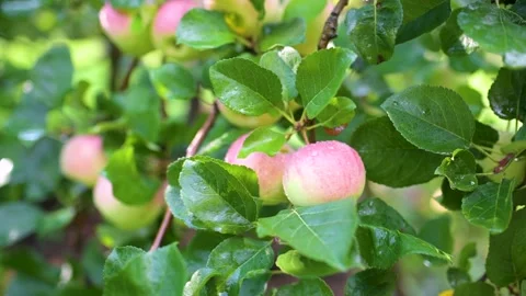 Close-up view of red apples on apple tree branch on bright sunny rainy day. 動画素材 250216379