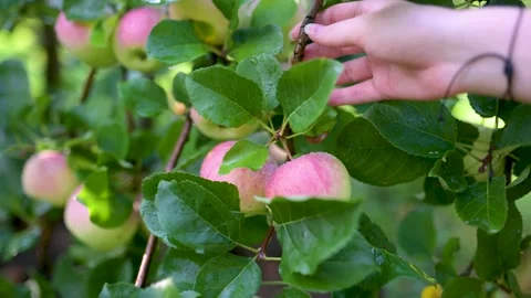 Close-up view of red apples on apple tree branch on bright sunny rainy day. Stockbeeldmateriaal 251598199