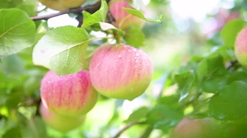 Close-up view of red apples on apple tree branch on bright sunny rainy day. Stockbeeldmateriaal 289791169