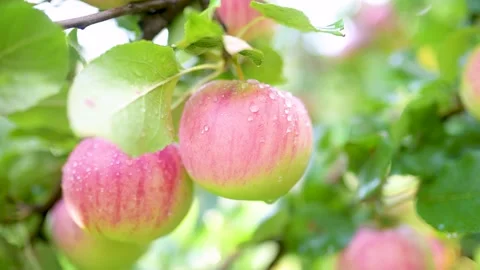 Close-up view of red apples on apple tree branch on bright sunny rainy day. Stockbeeldmateriaal 302035724