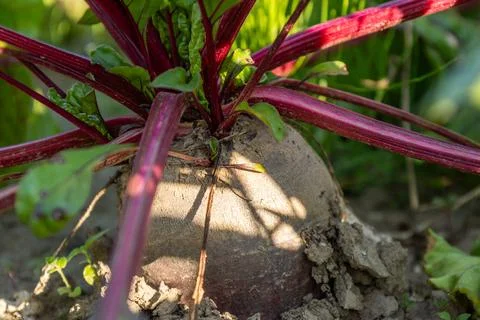 Close up view of a red beet in a field showing leaves and soil under bright.. 스톡 사진