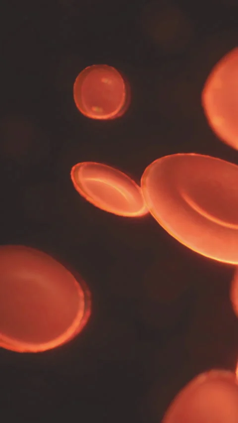 Close view of red blood cells and a blood vessel under microscope light Stock Footage 336173749