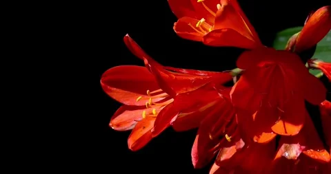 Close up view of red bush lily or Natal lily on black background, commonly .. Video stock 323990251