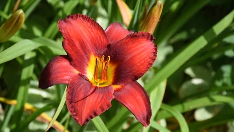 Close up view of a red day lily Stock Footage 313564507
