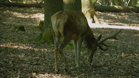 Close up view of red deer buck  Stock Footage 242763268