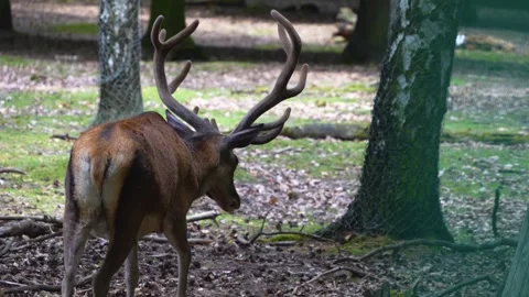 Close view of red deer buck Stock Footage 277231581