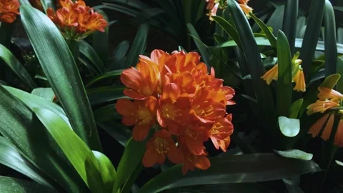 Close view of an red flower with pan Stock Footage 270358854