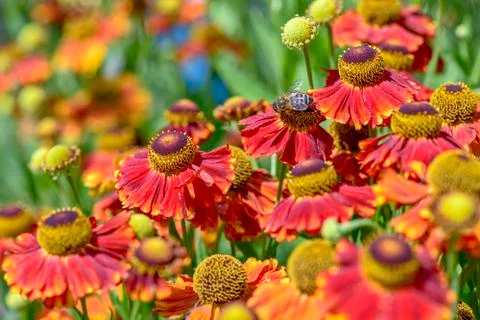 Close-up view of red flowers Stock Photos