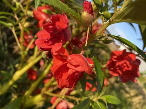 Close up view of red flowers on the side of the road. Called Impatiens balsam Foto stock