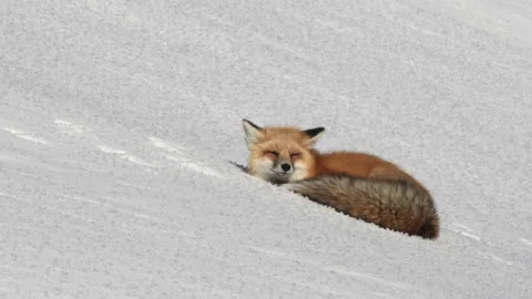 Close view of a red fox resting on winter snow at yellowstone Stock Footage 130647607