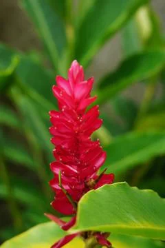 Close up view of red ginger flower. Also known as Alpinia purpurata. Red Flow Stock Photos