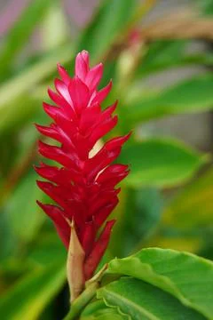Close up view of red ginger flower. Also known as Alpinia purpurata. Red Flow Stock Photos