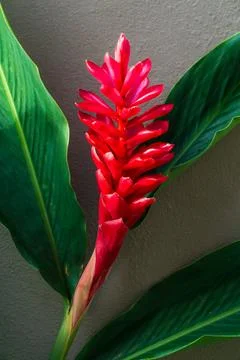 Close view of a red ginger flower with fresh green leaves Stock Photos