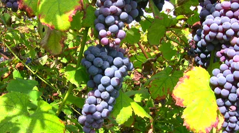 Close view of red grapes (Nebbiolo grape varieties), Piedmont hills, north Stock Footage 34441925