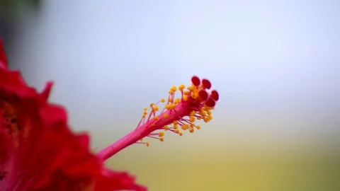 Close up view of red hibiscus flower 動画素材 114557421