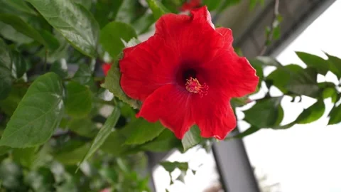 Close-up view of a red hibiscus flower in the garden. 库存影片 270339130
