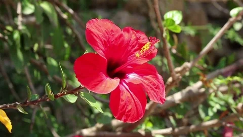 Close view of a red hibiscus Stock Footage 69102593