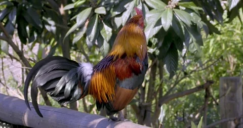 Close view of a red junglefowl (Gallus gallus bankiva) in Lyon zoo Stock-Footage 269529419