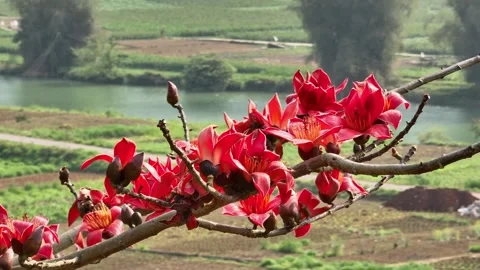 Close View of Red Kapok Flowers Over Rural Farmland Stock Footage 345695024