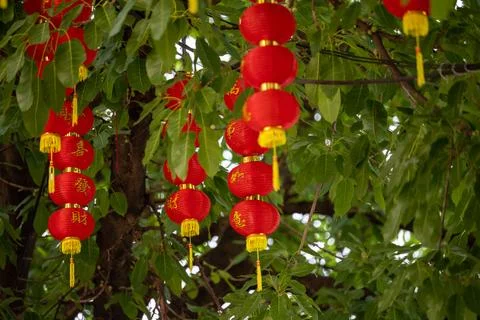 Close view of red lanterns hanging on tree branches Bangkok Foto stock