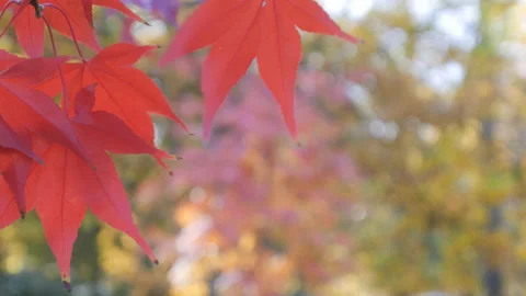 Close up view of red leaves with blurry autumn background. Stock Footage 115950962
