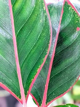 Close-up view of Red lined pattern Chinese's Evergreen Anglaonema leaves Stock Photos