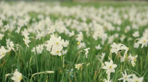 Close up view of Red List narcissus flowers. Amazing landscape Stock Footage 67358735