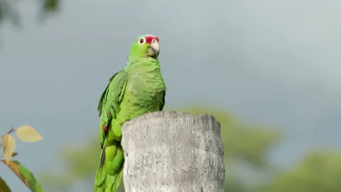 Close view of a red-lored amazon parrot perched on palm a tree trunk Stock Footage 191900303