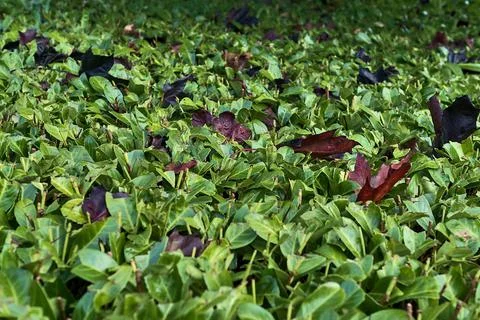 Close-up view of red maple (Crimson King) leaves on Laurus nobilis hedge Stock Photos