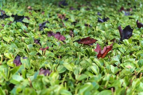 Close-up view of red maple (Crimson King) leaves on Laurus nobilis hedge Stock Photos