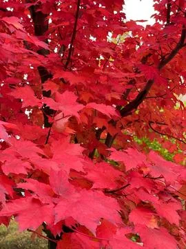 Close View of Red Maple Leaves in Autumn Stock Photos