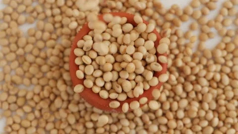 Close view of red mud glass placed over soybeans, Falling soybeans seeds view Видео 147857631