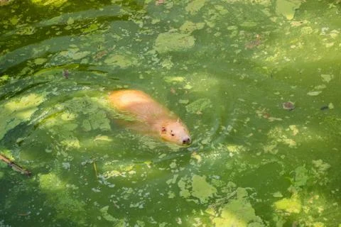 A close view of the red nutria, which appeared a little above the water surface Stock Photos