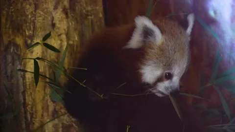Close view of a red panda bear  Stock Footage 270595095