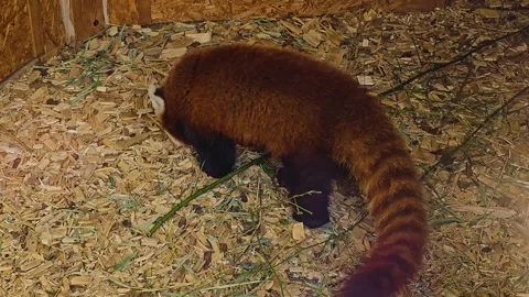 Close up view of a red panda bear  Stock Footage 271543623