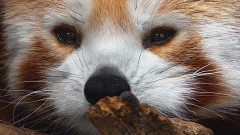 Close view of a red panda Stock Footage 270540510