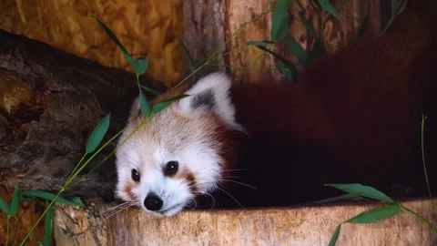 Close view of a red panda Stock Footage 270540570