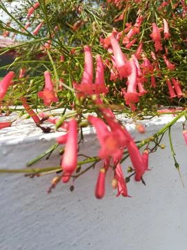 The close up view on the red plant Stock-Fotos