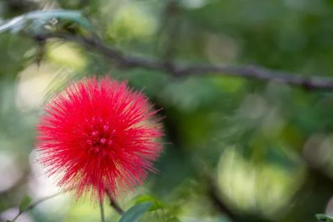 Close view red powder puff tropical flower Stock Photos