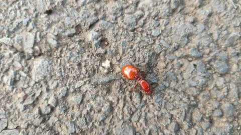 Close up view of red queen ant walking on paved road Stock Photos