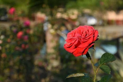 Close view of red rose in early sunlight. Foto stock