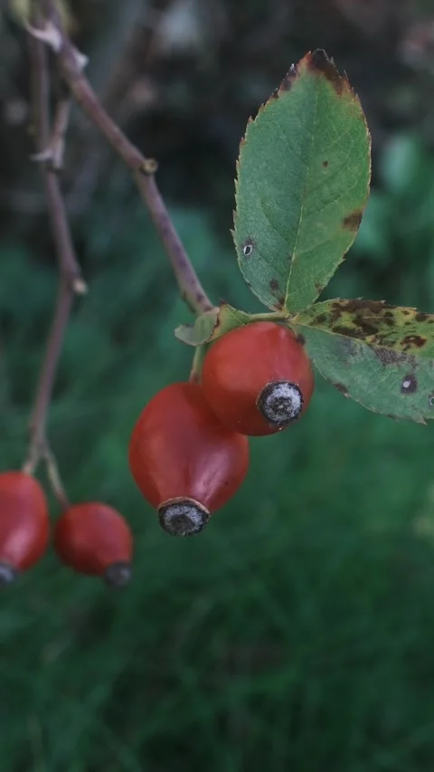 Close-up view of red rose hips and a leaf on a branch in a natural setting. Stock Footage 343151129