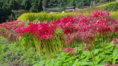 Close View Of Red Spider Lilies In Full Bloom, Rice And Mountain Village Stock-Footage 347004366
