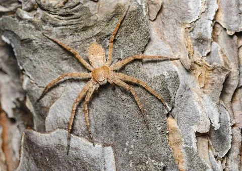 Close up view of a red spider sitting on the bark of a tree Stock Photos