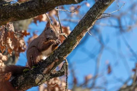 Close-up view of a red squirrel eating while balancing on a branch. Stock Photos